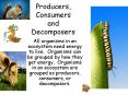 Producers, Consumers and Decomposers All organisms in a