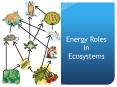 Energy Roles In Ecosystems An organisms role in an ecosyste