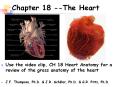 Chapter 18 --The Heart Use the video clip, CH 18 Hear