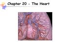 Chapter 20 - The Heart Location and Size of Heart Located i