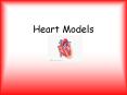 Heart Models Internal Heart   Right Side Internal Heart 