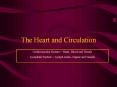 The Heart and Circulation Cardiovascular System = Heart