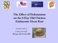 The Effect of Dobutamine on the 8-Day Old Chicken Embryoni