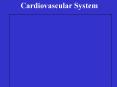 Cardiovascular System Cardiovascular System Two division