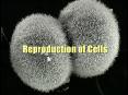 Reproduction of Cells The DNA Molecule DNA and Chromosome