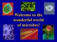 Welcome to the wonderful world of microbes! Bacteria Archae