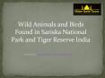 Sariska Wildlife Sanctuary - Wild Animals and Birds Found in Sariska National Park India