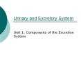 Urinary and Excretory System: Components of the excretory system.ppt