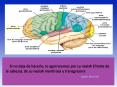 El Corán y el Cerebro