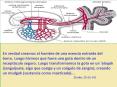 El Corán y el desarrollo embriónico humano - 4