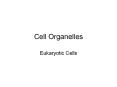 Cell Organelles Eukaryotic Cells Cell Parts Cells   th