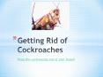 Getting Rid of Cockroaches – Keep the Cockroaches out of Your House!