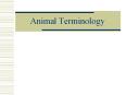 Animal Terminology Cattle * Cows   mature females that ca