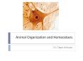 Animal Organization and Homeostasis What are body cavities