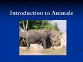 Animal Body Structure Symmetry Germ layers Body Cavitie