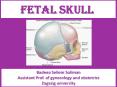 FETAL Skull for undergraduate