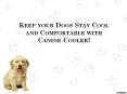 Keep your Dogs Stay Cool and Comfortable