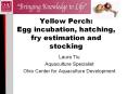 Yellow Perch: Egg incubation, hatching, fry estimation an