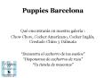 Puppies Bcn: imágenes 2