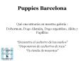 Puppies Bcn: imágenes 3