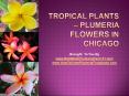 Tropical Plants - Plumeria Flowers In Chicago