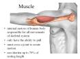 Muscle internal motors of human body responsible for al