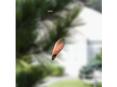 Plant Diversity II: The Evolution of Seed Plants Winged see