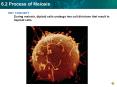 KEY CONCEPT During meiosis, diploid cells undergo two cel