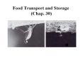 Food Transport and Storage (Chap. 30) Translocation Pressur