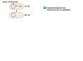 Donor chromosome F+ cell 1 F plasmid integrates int