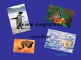 Animal Adaptations Camouflage Continue Camouflage Th