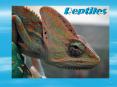 Reptiles Key features of Reptiles Strong, bony skeletons an