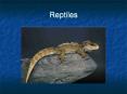 Reptiles Reptiles First truly terrestrial vertebrates ~700