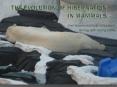 Who hibernates Mammals Birds Insects Reptiles Causes i