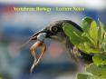 Vertebrate Biology   Lecture Notes The Phylum Chordat