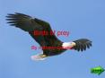 Birds of prey By Anthony Cervera Bald eagle Known as the