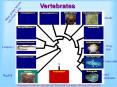 Vertebrates Sharks Bony fish Lampreys Coelacanth Lan