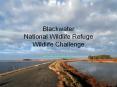 Blackwater National Wildlife Refuge Wildlife Challenge Clic