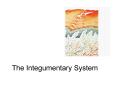 The Integumentary System The Integumentary System Integumen