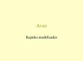 Aves Reptiles modificados Clase Aves Gran especializaci 
