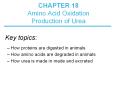 For Lehninger Textbook ... Amino Acid Oxidation Productio