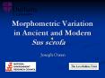 Morphometric Variation in Ancient and Modern Sus scrof