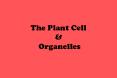 The Plant Cell & Organelles Plant Cells A plant is made u