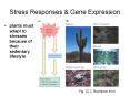 Stress Responses & Gene Expression plants must adapt t