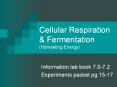 Cellular Respiration & Fermentation (Harvesting Energy