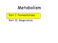 PowerPoint Presentation Lactic Acid Fermentation: I Lacti