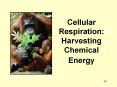 Cellular Respiration: Harvesting Chemical Energy Energy flo