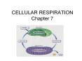CELLULAR RESPIRATION Chapter 7 ORGANELLE OF FOCUS OVERAL