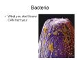 Bacteria What you don t know CAN hurt you! (Bacteria Review