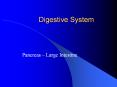Digestive System Pancreas   Large Intestine Pancrea
